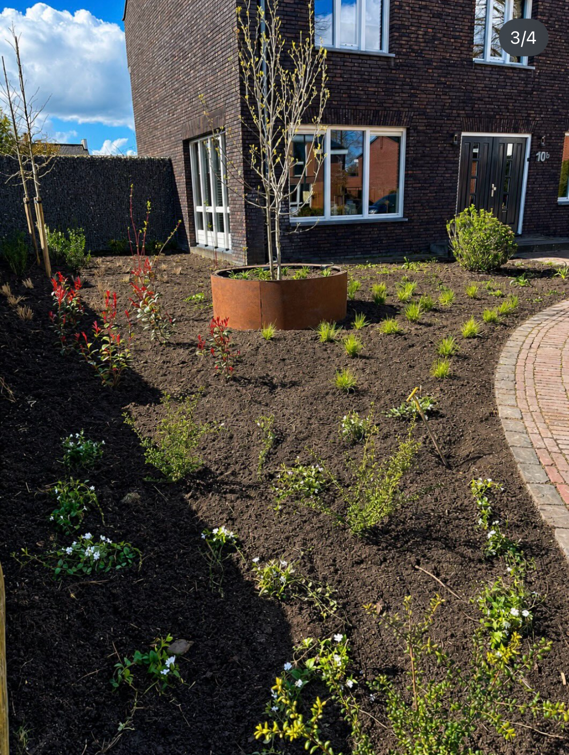 Voortuin met cortenstalen boomring en nieuwe beplanting, ontworpen door Boomen Tuinen in Berghem